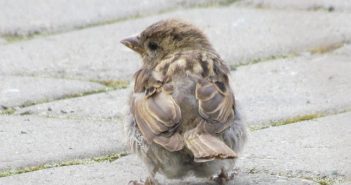 Pericoli per gli uccelli e gli animali selvatici legati ai ripetitori dei cellulari