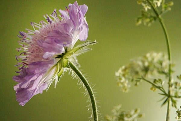 HEADER convegno