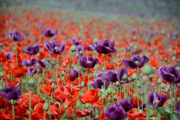 poppy-g788c6b603_1280